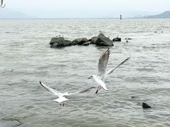 -深圳湾公园(南山区)