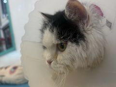 -北京派仕佳德动物医院·超导核磁·CT·神经科·骨科·内外科·急重症管理中心