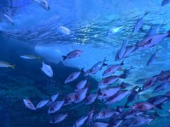 -太平洋海底世界