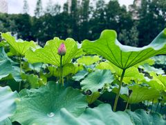 -陈家山荷花公园