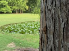 -上海共青森林公园