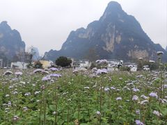 -明仕田园