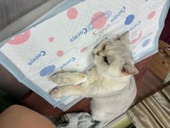 -瑞鹏宠物医院·宠保定点·心脏科·内科(御桥分院)