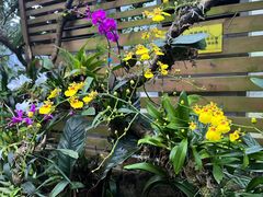 -东莞植物园