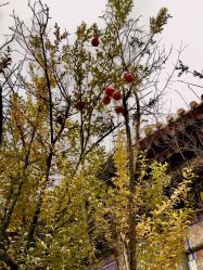 -Oasis Beauty水磨坊科技美肤中心