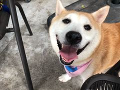 -柴犬高等学院·狗咖·柴犬售卖·宠物训练