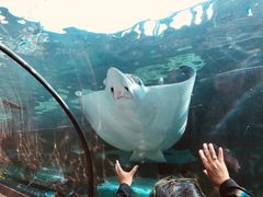 -悉尼海洋生物水族馆