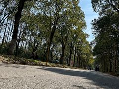 -上海海湾国家森林公园