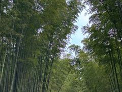 -蜀南竹海景区