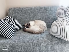 -有猫儿腻咖啡厅.猫咖