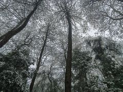 -铁山坪森林公园