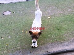 -胜景山庄柴火鸡