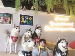 -Husky Go! 哈士奇体验馆·宠物咖啡厅狗咖