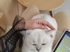 -鼓捣猫呢主题猫咖店