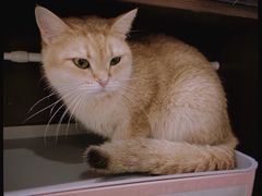 -逗柴咖啡屋·狗咖猫咖宠物桌游