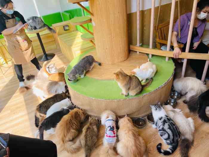 catier61猫公馆·猫咪咖啡(大学路店)-"一共三楼,安静有轻音乐,人很