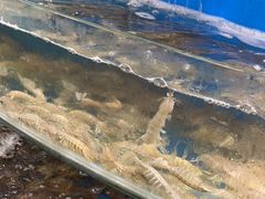 -四海蒸鲜蒸汽海鲜自助(北戴河店)