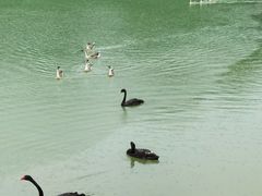 -广州白江湖森林公园