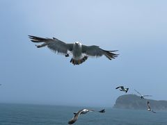 -海驴岛(荣成市)