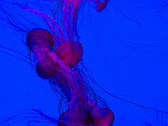 -沈阳海洋探索中心