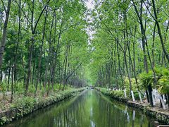 -合肥滨湖国家森林公园