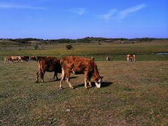-塞罕坝国家级自然保护区