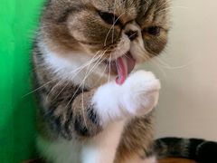 -李小姐の猫咖啡馆(五角场店)