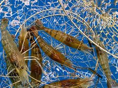 -SHRIMP CLUB万东餐饮钓虾·清吧