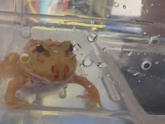 -酷以爬仙阁实体爬宠店·守宫·蜥蜴·专业繁育