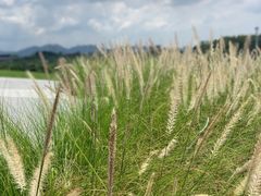 -光明小镇欢乐田园