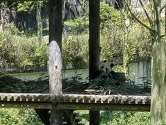 -中国大熊猫保护研究中心雅安碧峰峡基地