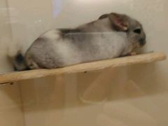 -龙猫仔乐园(惠福东路店)