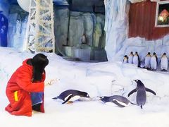 -芜湖新华联大白鲸海洋公园