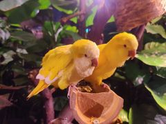 -正佳雨林生态植物园