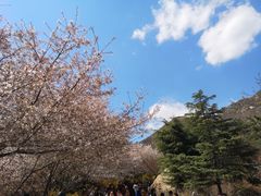 -樱花山风景区
