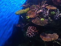 -暹罗海洋世界