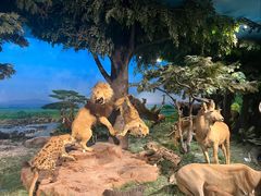 -国家自然博物馆