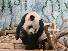 -深圳野生动物园