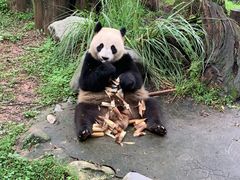 -都江堰中华大熊猫苑