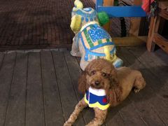 -半坡九号老挝冰咖啡