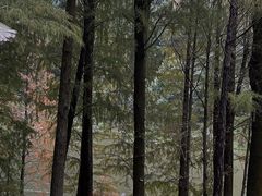-深圳仙湖植物园