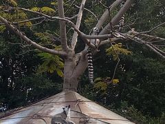 -灵玲国际马戏城