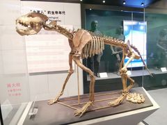 -北京周口店北京人遗址博物馆