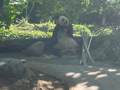 -都江堰中华大熊猫苑