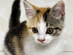 -贝康宠物医院·犬猫全科·小动物特色诊疗中心(东环路店)