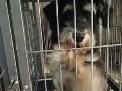 -宠颐生嘉德动物医院