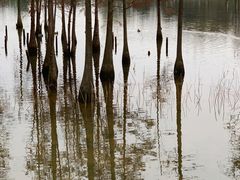 -白鹭湾湿地公园