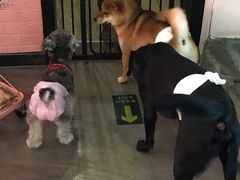 -百好乐宠物友好餐厅(朝外大街店)