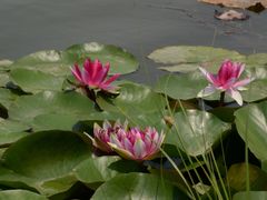 -荷花大观园