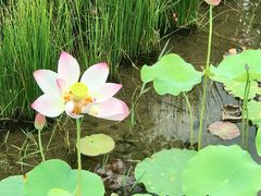 -映月湖公园